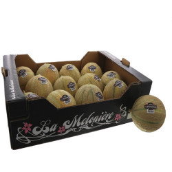 MELON CHARENTAIS MELONNIERE 11PCS